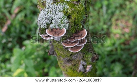 Ganoderma Applanatum Bracket Fungus On Willow, brown fungus with white edges grows on tree trunks
