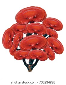 Ganoderma Lucidum