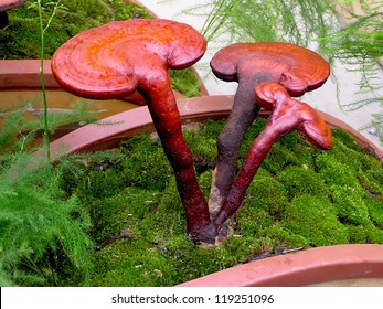 Ganoderma Lucidum A Kind Of Herbs