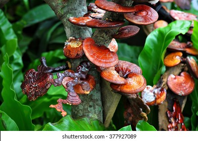 Ganoderma lucidum is a medicinal plant.
