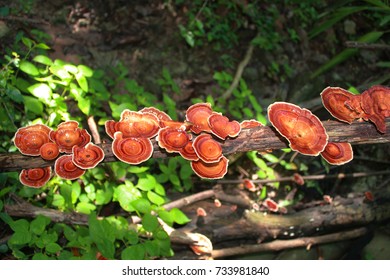 Ganoderma lucidum on the mountain In the rainforest