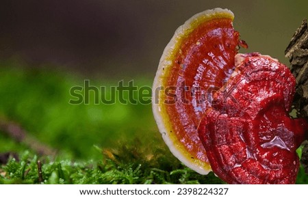 Ganoderma lucidum(Reishi mushroom),reddish laccate mushrooms on decaying hardwood trees in nature.