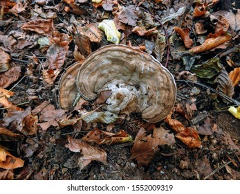 Ganoderma Sessile Wood Decay Fungus At The Base Of A Hardwood Tree In The Forest