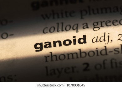 ganoid word in a dictionary. ganoid concept