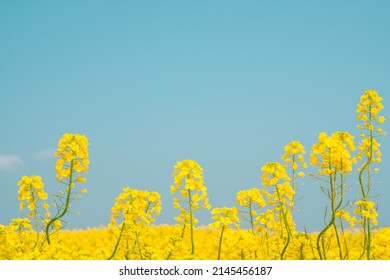 Gapado Island Yellow Rape Flower Field In Jeju Island, Korea