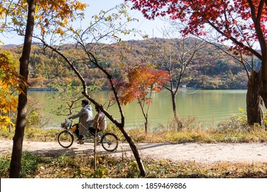 Gapyeong,South Korea-October 2020: Old Korean Asian Couple Riding Tandem Bicycle Alongt The Lake. Korean Grandmother And Grandfather Romantic Bike Ride In Autumn At Nami Island, South Korea