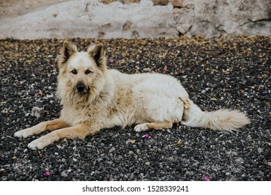 
Garafian Shepherd Dog. Canary Islands Dog 