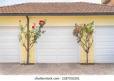 Garage exterior with flowering plants at the front at Carlsbad, San Diego, California. There are three white garage doors against the yellow walls of the building with shingles on the roof.