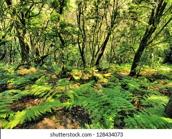 Garajonay National Park, La Gomera, Canary Islands, Spain