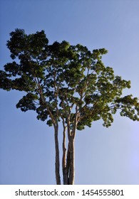 Garapa Amazonian Tree In Brazil