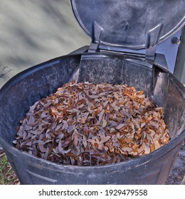 Garbage Bin Full Of Live Oak Leaves And Twigs.