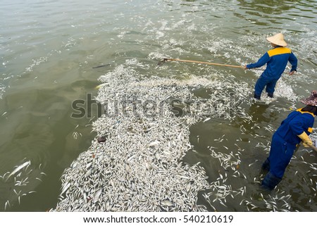 Garbage collector, environment workers take mass dead fishes out from lake in Hanoi