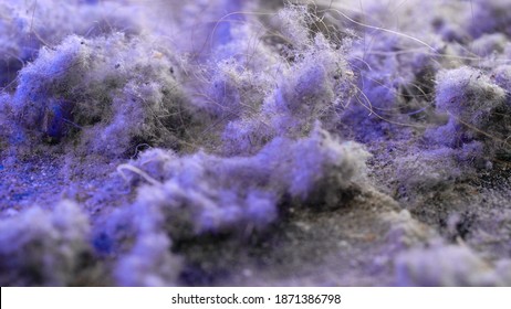 Garbage And Dust From Vacuum Cleaner After Cleaning In Home, Macro Shot