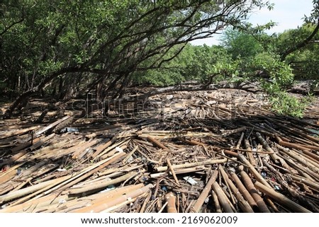 A lot of garbage in mangrove forest