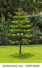 Garcia De Orta Public Municipal Garden (1855)in Panjim. Panjim (Panaji) - Capital Of Indian State Of Goa And Headquarters Of North Goa District.