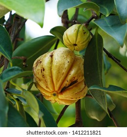 garcinia cambogia di brindleberry