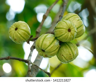 garcinia cambogia dartmouth ns