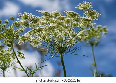 Garden Angelica, Ground Ash, Holy Ghost, Woodland Angelica, Angelica Archangelica