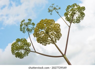 Garden Angelica, Also Wild Celery Or Norwegian Angelica (Angelica Archangelica), Emsland, Lower Saxony, Germany