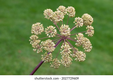 Garden Angelica, Also Wild Celery Or Norwegian Angelica (Angelica Archangelica), Emsland, Lower Saxony, Germany