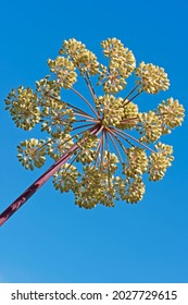 Garden Angelica, Also Wild Celery Or Norwegian Angelica (Angelica Archangelica), Emsland, Lower Saxony, Germany