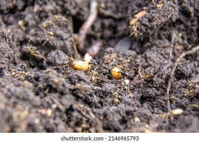 Garden ants rebuild their nest after digging up the soil, selective focus