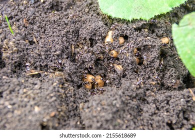 garden ants restoring their nest after excavation in the garden, selective focus