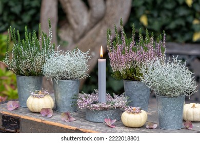 Garden Arrangement With Candle, Calocephalus Brownii And Heather Flowers In Zinc Pots