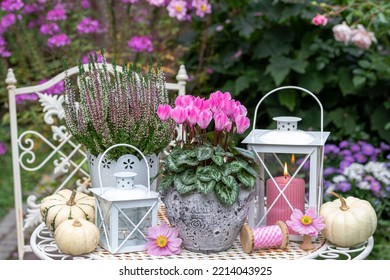 Garden Arrangement With Pink Cyclamen, Heather Flower And White Lanterns