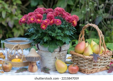 Garden Arrangement With Red Chrysanthemum In Rustic Pot And Pears In Basket