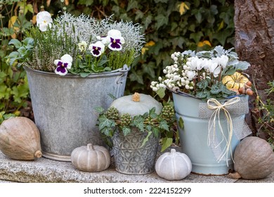 Garden Arrangement With White Autumn Flowers In Vintage Buckets And Pumpkins