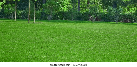 Garden Backyard Park Shady Fresh Lawn Green Wide Background Or Texture. Panoramic View. Abstract Meadow Banner. Lawn Made From Turf Or Sod. Focus Selective.
