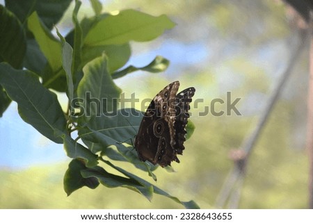Garden with a barnowl butterfly sitting on a leaf in the spring.