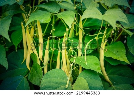 Garden beans Phaseolus vulgaris in the old land next to hamburg