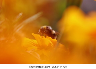 garden with beautiful bees for cover background - Shutterstock ID 2056444739