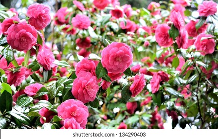 Garden Of Beautiful Pink Camellia Flowers