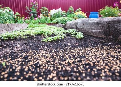 Garden bed in autumn, White Mustard plants growing as green manure and fertilizer, Sinapis alba seeds on the ground - Shutterstock ID 2197616575