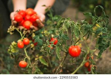 garden bed with branch of ripe tomatoes on background of farmer hands with fresh red tomatoes - Powered by Shutterstock