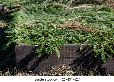 Garden Bed Covered With Spruce Branches To Protect Plants From Frost In Winter Season