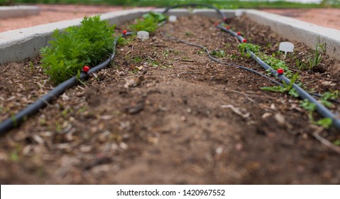 Garden Bed Growing Fresh Vegtables With A Drip System