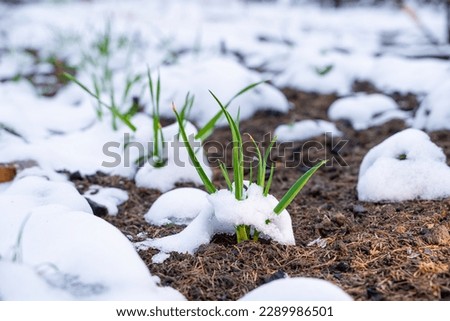 Garden bed with melting snow and growing garlic in spring. Winter garlic grows in the soil of the vegetable garden, close-up