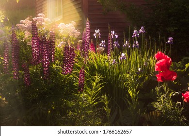 garden bed with summer flowers in the rays of the setting sun