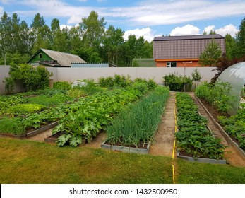 Garden Beds On The Dacha. Summer.