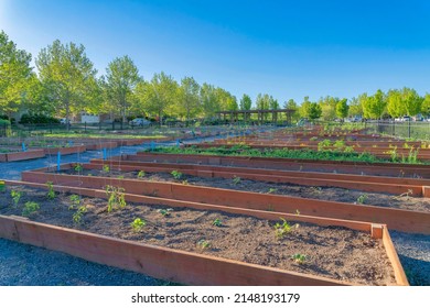 Garden beds with wood planks wall in a community garden at Daybreak, South Jordan, Utah