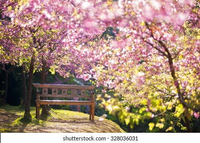 Garden Bench Under The Pink Sakura, Blur Style