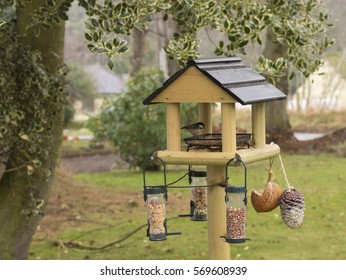 Bird Feeder Images Stock Photos Vectors Shutterstock