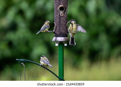 A garden bird feeder in early summer attracting blue tits and great tits - Powered by Shutterstock