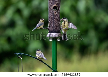 A garden bird feeder in early summer attracting blue tits and great tits