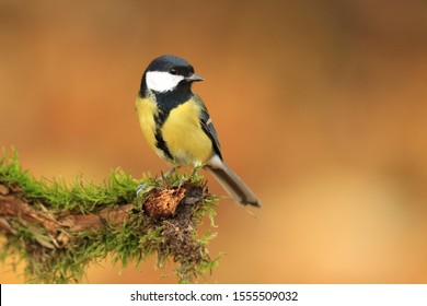 Garden bird Great tit, songbird sitting on the nice branch with beautiful autumn background. little bird in nature forest habitat, Wildlife scene from nature. Parus major - Powered by Shutterstock