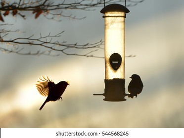 Garden Birds By A Bird Feeder In Winter